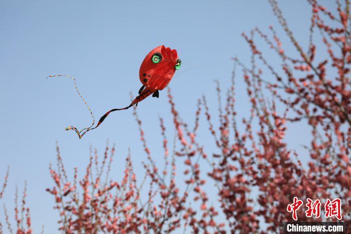 風(fēng)箏在花中飛舞?！∴囆?qiáng) 攝