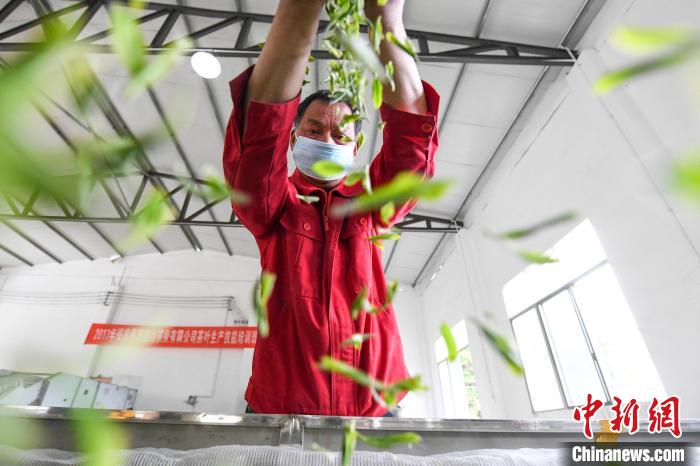 村民將茶葉攤青晾干。　楊華峰 攝