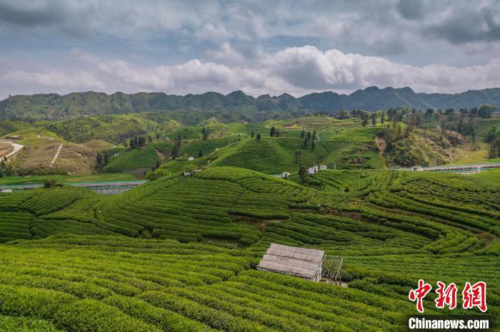 貴定縣云霧茶園?！√普?攝