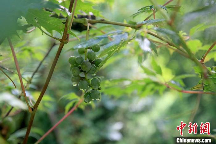 野生動物在北京：如何筑牢生物多樣性“保護(hù)網(wǎng)”？