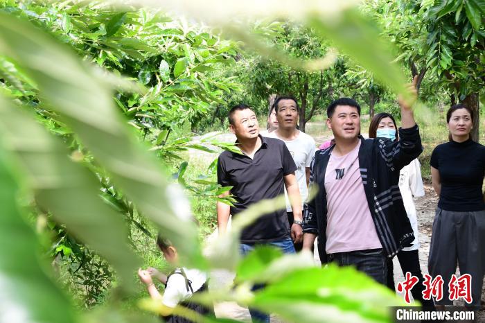 游客在欣賞栗樹花。　郝云崎 攝