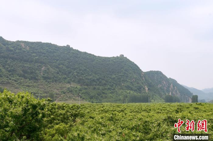 長(zhǎng)城腳下萬畝栗花綻放，散發(fā)出淡淡清香?！『略破?攝