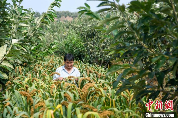 農(nóng)業(yè)專家劉正理正在查看谷子生長(zhǎng)情況?！≮w亮 攝