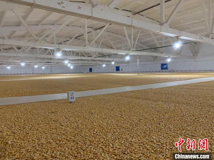 倉(cāng)內(nèi)清涼干爽、遍地金黃，上千平方米的糧食盡收眼底?！⊥趸萘?攝
