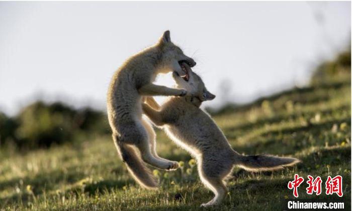 圖為郝進(jìn)芳的作品《難分勝負(fù)》?！∏嗪Ｊ∑钸B山自然保護(hù)協(xié)會(huì)供圖