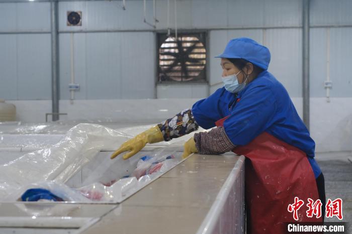 圖為一名工人正在檢查酸筍腌制情況。　劉俊聰 攝