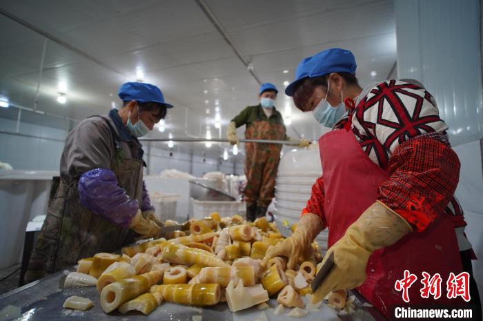 圖為多名工人正在將酸筍切成小塊。　韋國政 攝