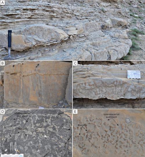 寒武系生物礁沉積模式示意圖。　南古所 供圖