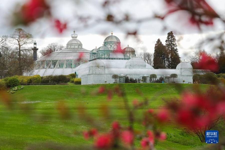 這是4月14日在比利時(shí)布魯塞爾拍攝的拉肯宮王家溫室花園。新華社記者 鄭煥松 攝