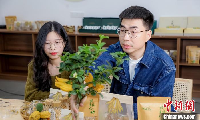 北山口村的佛手電商直播。　主辦方供圖