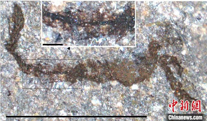 一個(gè)類(lèi)似于寒武紀(jì)大附肢綱節(jié)肢動(dòng)物Yohoia的新物種(圖片來(lái)自Joe Botting)?！∈┢樟指瘛ぷ匀?供圖