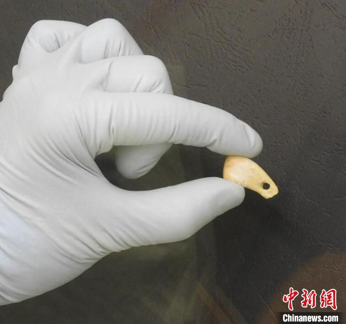 打孔鹿牙墜飾提取DNA后(圖片來自馬克斯·普朗克演化人類學(xué)研究所)?！∈┢樟指瘛ぷ匀?供圖