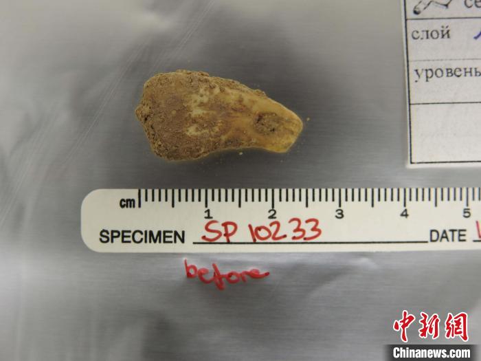 打孔鹿牙墜飾提取DNA前(圖片來自馬克斯·普朗克演化人類學(xué)研究所)。　施普林格·自然 供圖