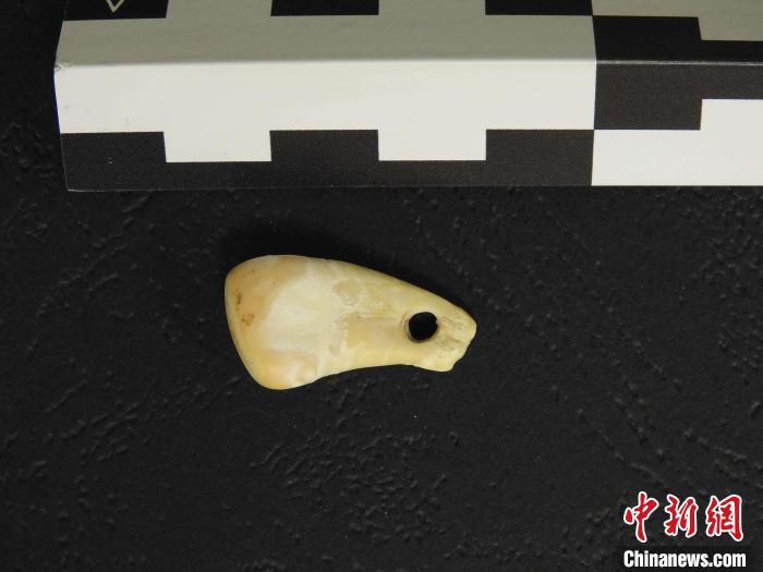 在南西伯利亞丹尼索瓦洞發(fā)現(xiàn)的打孔鹿牙墜飾(圖片來自馬克斯·普朗克演化人類學(xué)研究所)?！∈┢樟指瘛ぷ匀?供圖