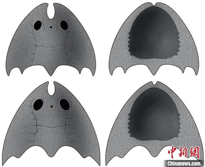 九江江夏魚(上)和后棘江夏魚(下)(史愛娟/繪)?！≈锌圃汗偶棺邓?供圖