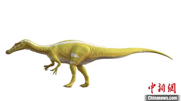 棘龍類新物種Protathlitis cinctorrensis(圖源Grup Guix)?！∈┢樟指瘛ぷ匀?供圖