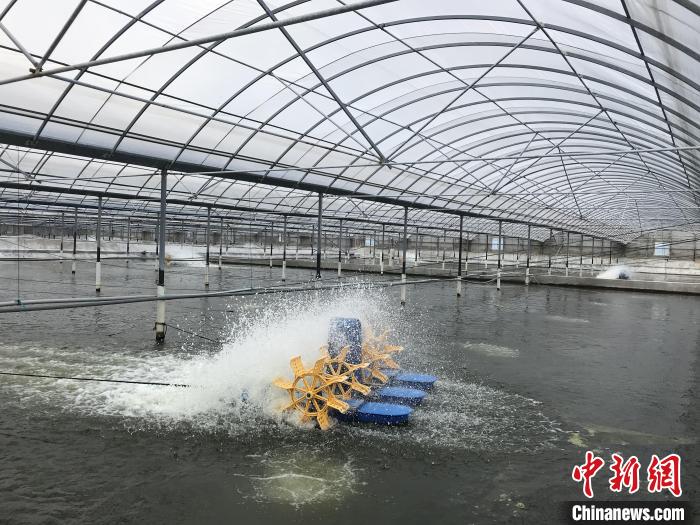 南美白對蝦養(yǎng)殖基地?！∠笊轿r蟹科技小院供圖