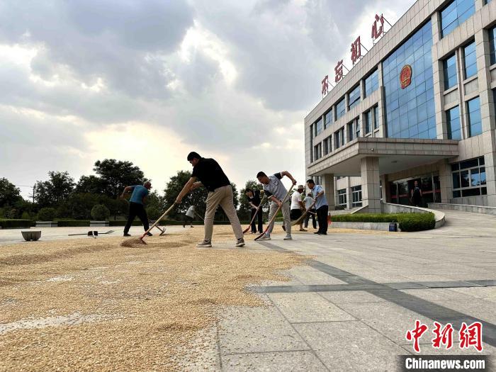 平原縣組織志愿者幫助農(nóng)民晾曬小麥。　張偉 攝