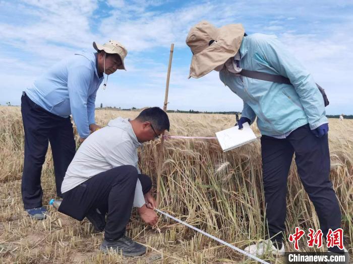去年新疆冬小麥高產(chǎn)紀(jì)錄是863.8公斤。　薛瑋 攝