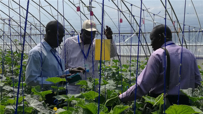 孫釗向當(dāng)?shù)剞r(nóng)戶講解粘蟲板工作原理。受訪者供圖