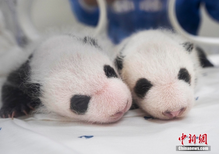 當?shù)貢r間8月7日，韓國三星愛寶樂園公布雌性雙胞胎大熊貓幼崽(左為姐姐，右為妹妹)于6日拍攝的滿月照。愛寶樂園 供圖