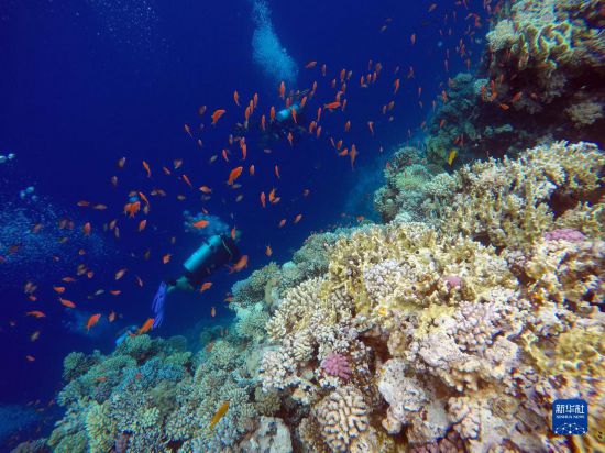  10月2日，人們在埃及西奈半島達哈布藍洞內(nèi)的珊瑚旁深潛。新華社記者 隋先凱 攝