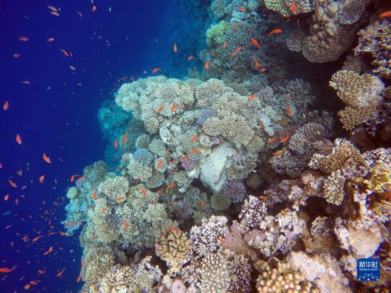  這是10月2日在埃及西奈半島達哈布藍洞內(nèi)拍攝的珊瑚和魚類。新華社記者 隋先凱 攝