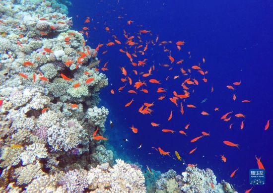  這是10月2日在埃及西奈半島達哈布藍洞內(nèi)拍攝的珊瑚和魚類。新華社記者 隋先凱 攝