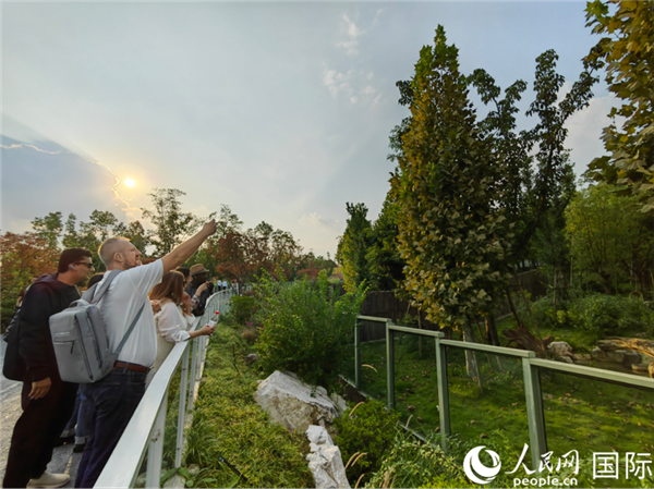 （“絲路獎(jiǎng)”獲獎(jiǎng)嘉賓在參觀成都大熊貓繁育研究基地。本報(bào)記者 王影迪攝）