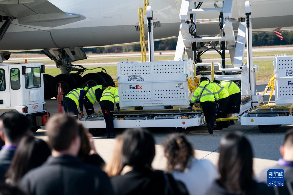 11月8日，在美國弗吉尼亞州的華盛頓杜勒斯國際機(jī)場，裝有大熊貓的特制“旅行包廂”準(zhǔn)備運(yùn)上專機(jī)。新華社記者劉杰攝