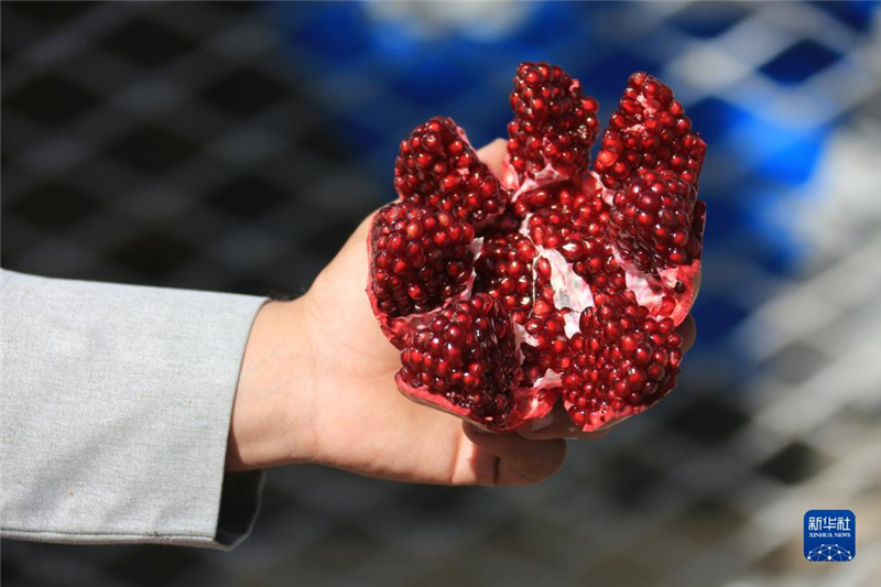 11月10日，在阿富汗首都喀布爾，商販展示產(chǎn)自阿富汗南部坎大哈省的石榴。新華社發(fā)（塞夫拉赫曼·薩菲攝）