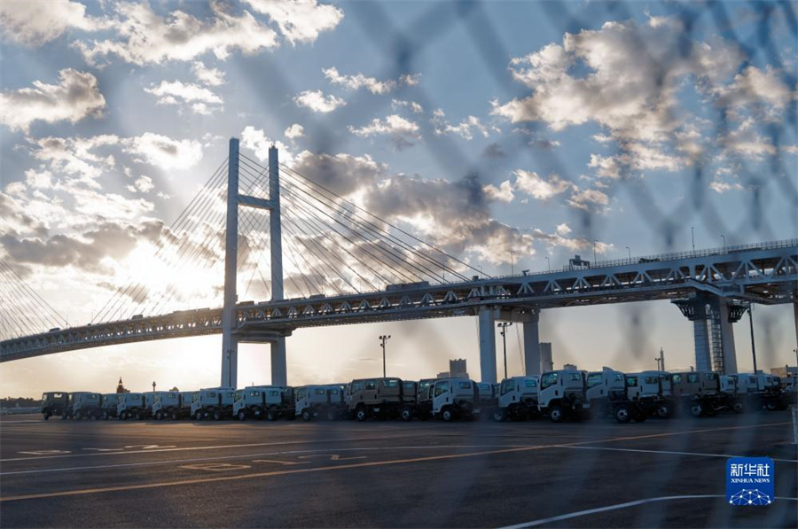 這是11月14日在日本橫濱拍攝的進出口汽車集散場地。新華社記者 張笑宇 攝