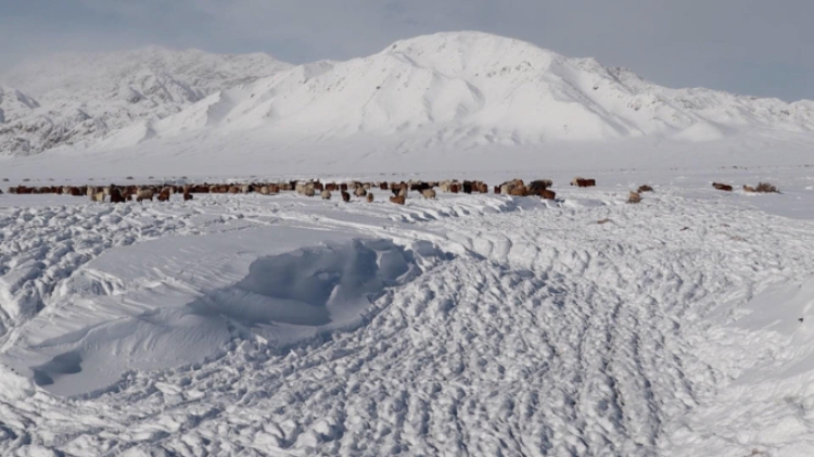 蒙古國(guó)近日發(fā)生雪災(zāi)。圖片來(lái)源：蒙政府網(wǎng)站