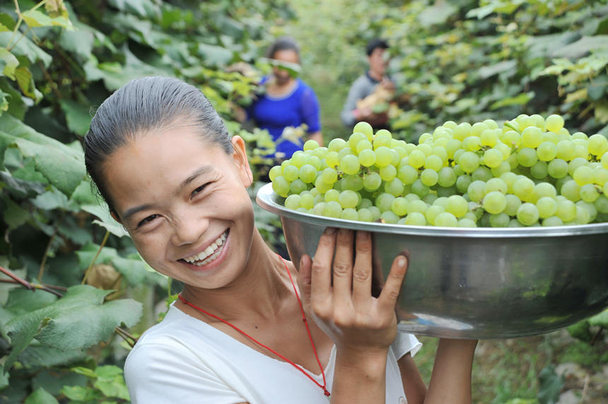 “關(guān)口葡萄谷”正成為花坪鎮(zhèn)域經(jīng)濟發(fā)展的重要增長點。