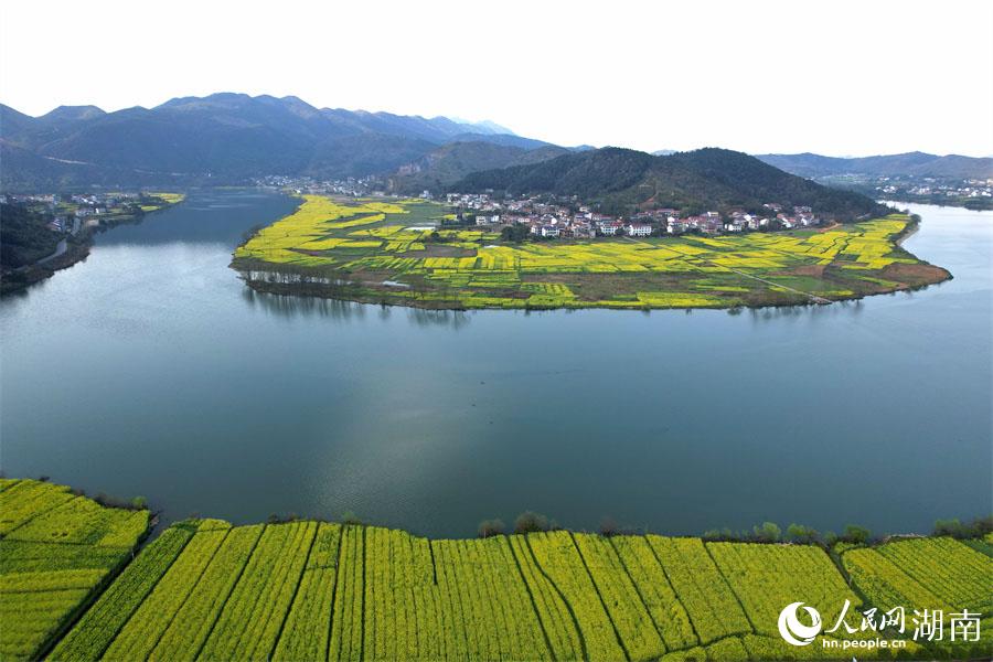 春江水暖，油菜花開。人民網(wǎng) 李芳森攝
