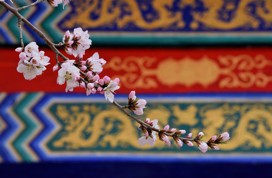 “云”賞桃花相映紅。紅橋區(qū)委宣傳部供圖