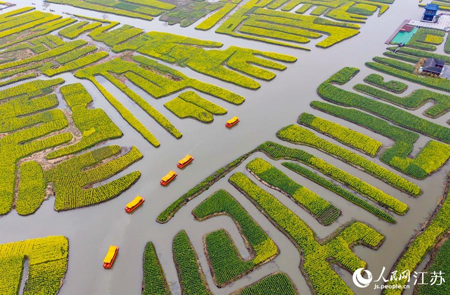 萬畝“垛田”陸續(xù)披上金裝。周社根攝