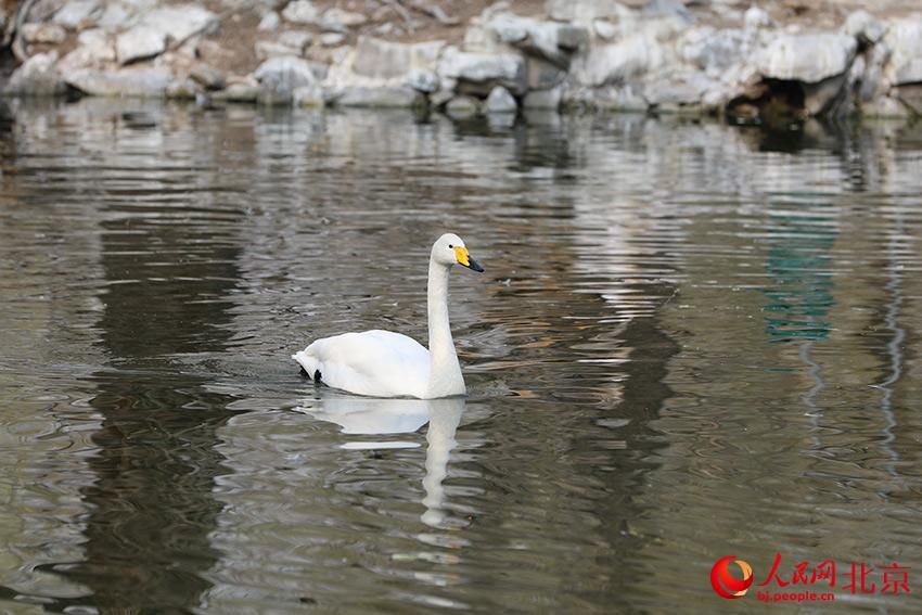 北京動(dòng)物園水禽湖上，水鳥(niǎo)游弋其中，傳遞春的消息。人民網(wǎng) 尹星云攝