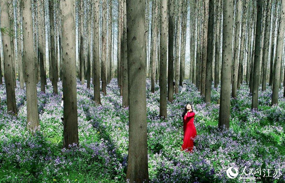 大地好像鋪上了夢(mèng)幻般的地毯，分外迷人。陳義寶攝