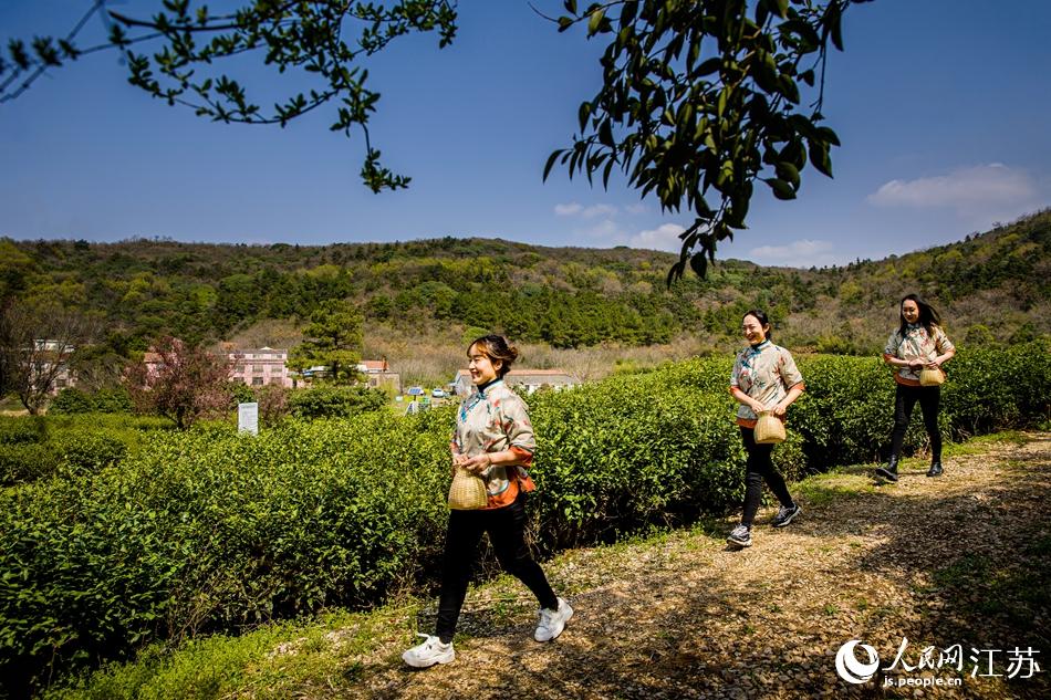 茶農(nóng)走進(jìn)茶園。浦克承攝