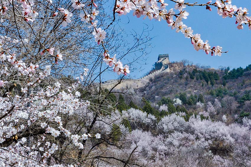 眼下，八達(dá)嶺長城內(nèi)外春花爭艷。陸軍攝