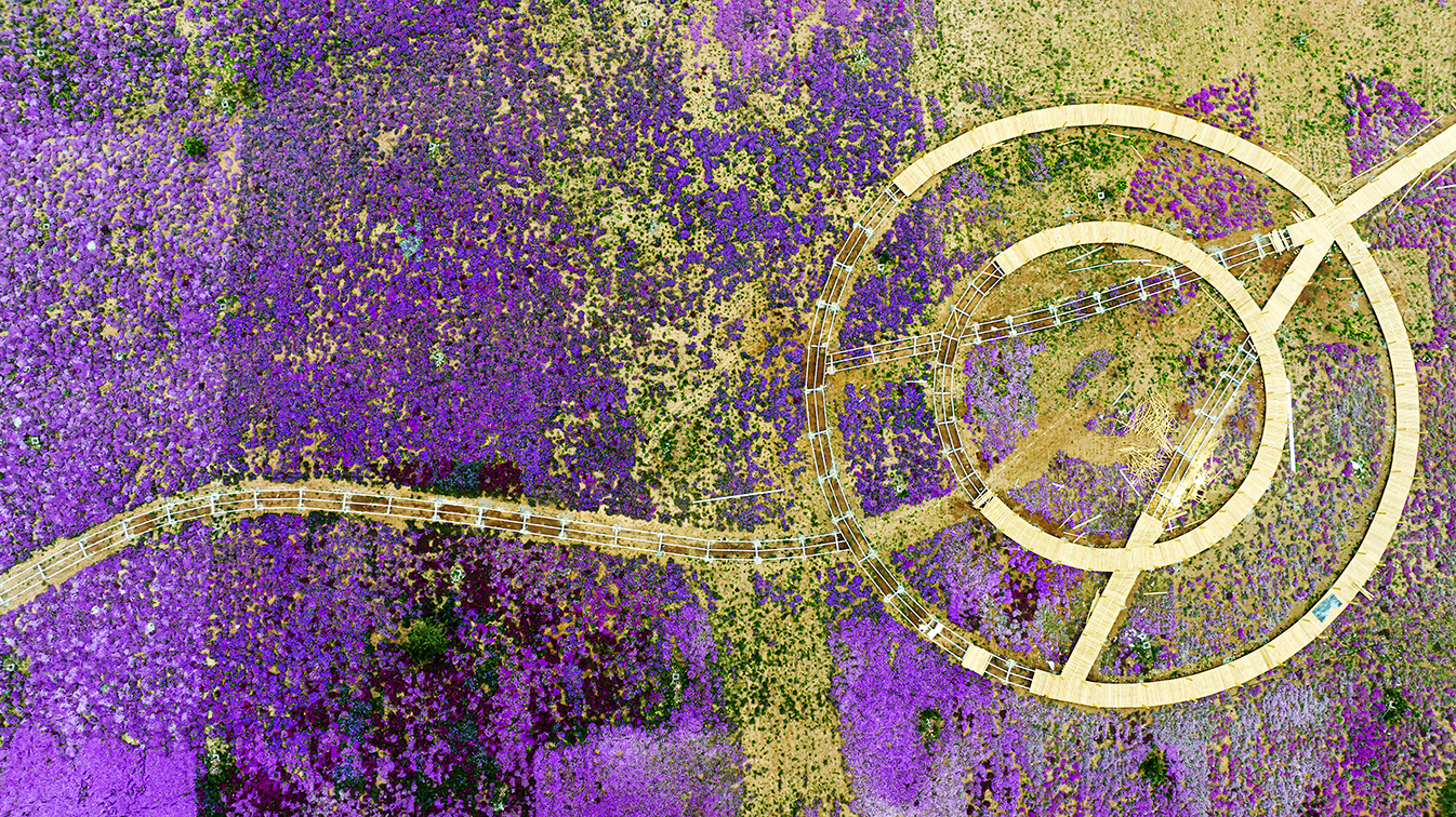 邯鄲市復(fù)興區(qū)德豐生態(tài)園的300畝芝櫻花進入最佳觀賞期。放眼望去，五彩音符和豎琴造型下的芝櫻花恰似披上了一層色彩斑斕的錦緞，蔚為壯觀。聶長青攝