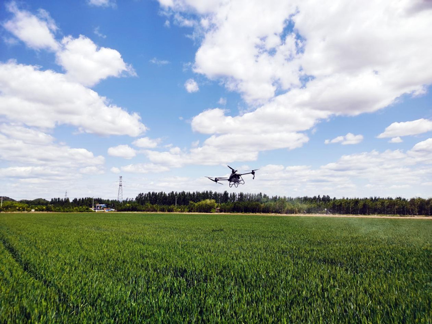河北省遷安市扣莊鎮(zhèn)海沃之豐合作社利用植保無人機進(jìn)行“一噴三防”作業(yè)。 張友青攝