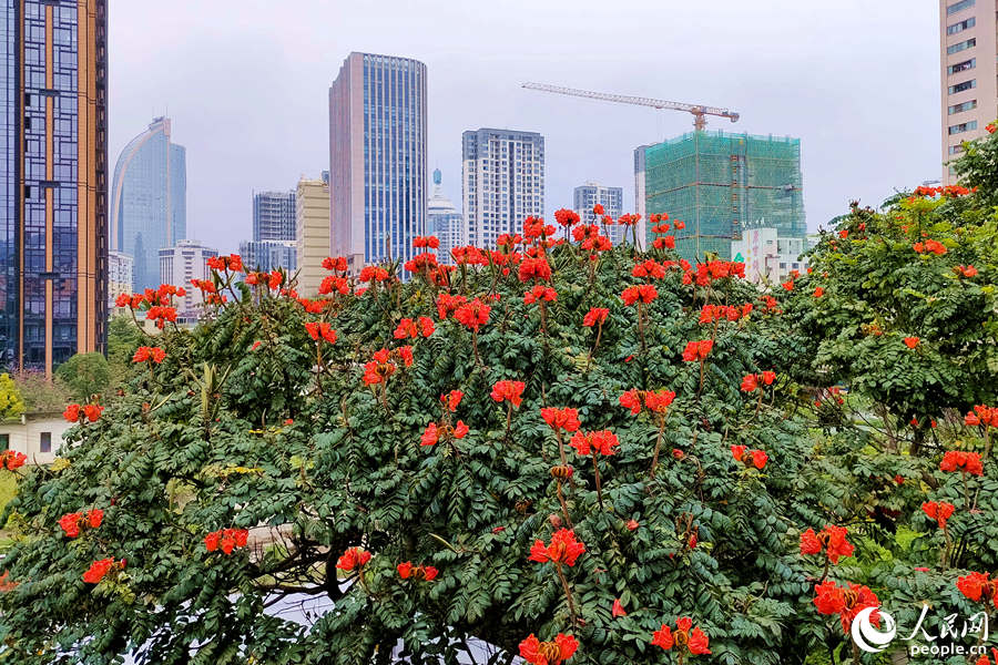 廈門(mén)火焰木進(jìn)入盛放期。人民網(wǎng) 陳博攝