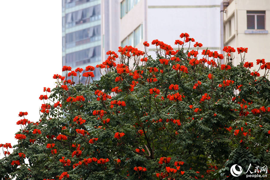 廈門(mén)市金榜公園旁的火焰木滿樹(shù)繁花。人民網(wǎng) 陳博攝