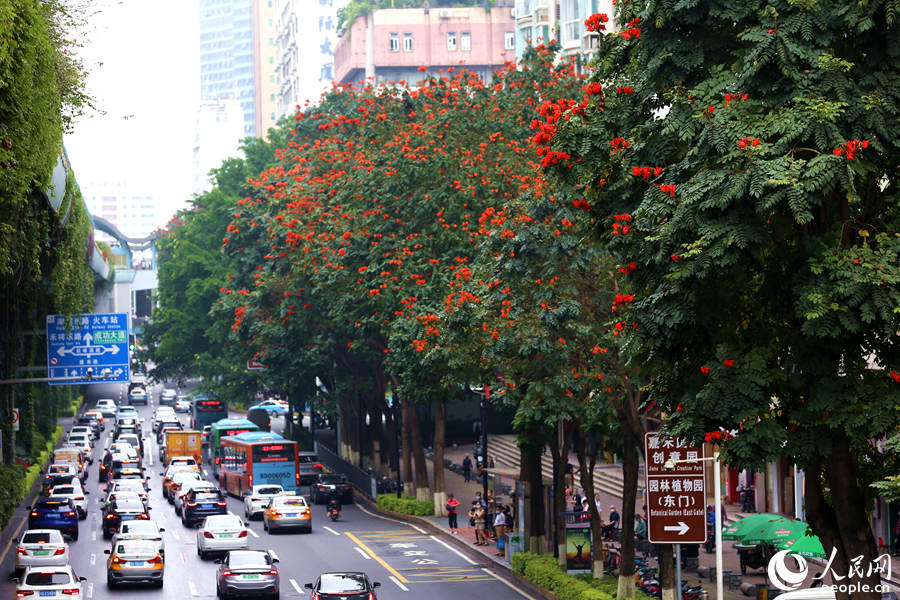 廈禾路兩側(cè)的行道樹(shù)頂猶如披上一層紅紗。人民網(wǎng) 陳博攝