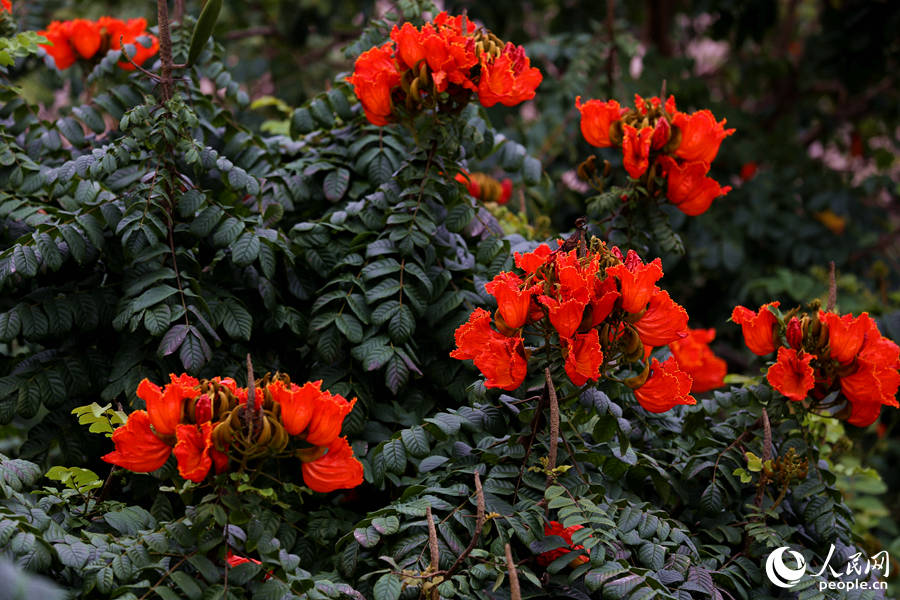 火焰木花朵聚成緊密的傘房式總狀花序。人民網(wǎng) 陳博攝