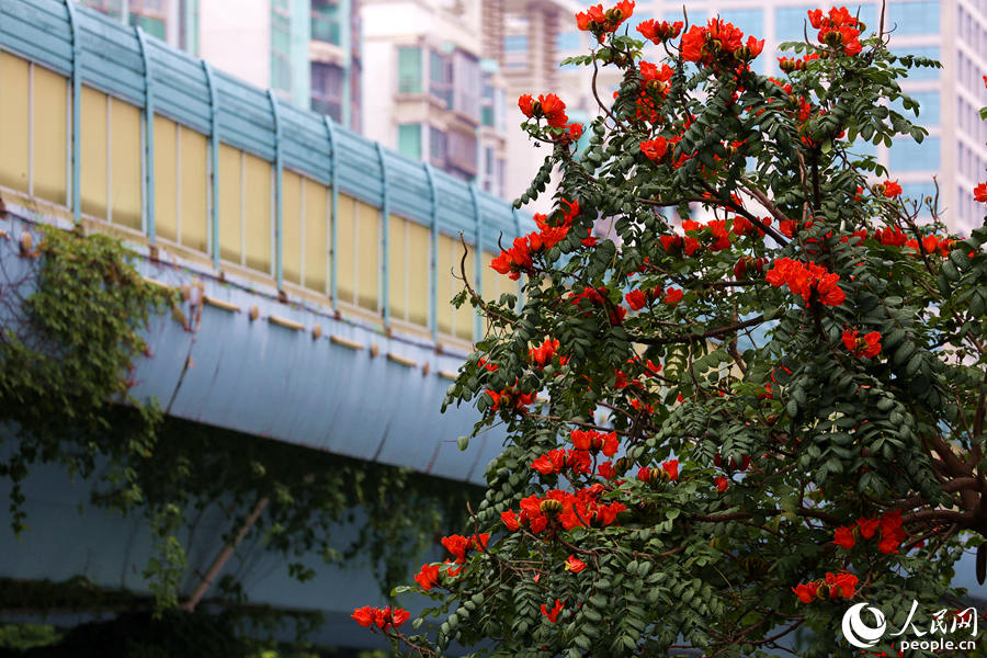 火焰木樹(shù)高10米以上，高度與BRT高架橋相當(dāng)。人民網(wǎng) 陳博攝