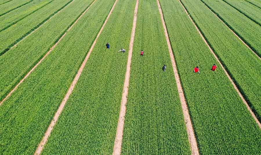 山東省鄒平市蔡家村高標(biāo)準(zhǔn)農(nóng)田，農(nóng)民在進(jìn)行去雜作業(yè)。
