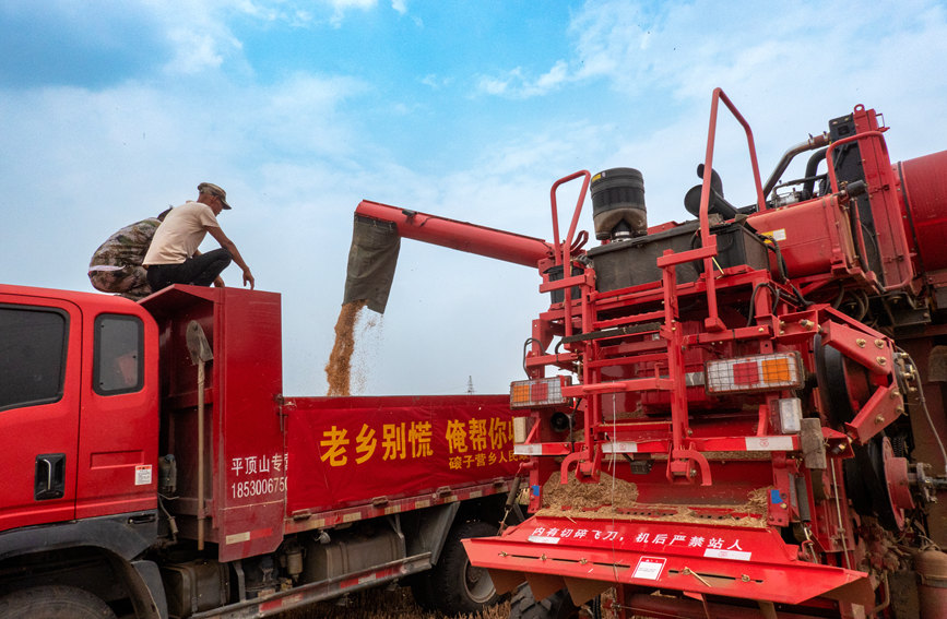 魯山縣組織多種形式的志愿隊(duì)伍，幫助困難群眾解決夏收夏種難題。葉全花攝